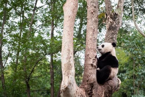 再寻中国原色，江西五十铃巡礼大熊猫国家公园完美落幕！
